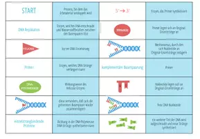 Vorschau - Spiele - DNA Replikation – Domino Spiel (Abitur) - Seite 3