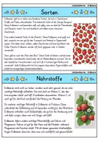 Vorschau - Bildkarten - Erdbeere - Wissenskartei - Obst - Seite 2