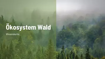 Vorschau - Präsentationen/Tafelbilder - Wissenskartei Wald - Das musst du wissen! - Seite 1