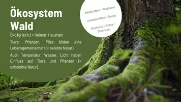 Vorschau - Präsentationen/Tafelbilder - Wissenskartei Wald - Das musst du wissen! - Seite 2