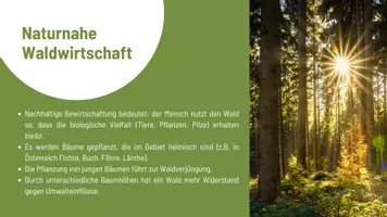 Vorschau - Präsentationen/Tafelbilder - Wissenskartei Wald - Das musst du wissen! - Seite 3