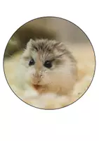 Vorschau - Mal- und Bastelvorlagen - Hamsterklasse Klassentier Hamster Schulanfang Girlande - Seite 1