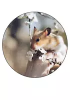 Vorschau - Mal- und Bastelvorlagen - Hamsterklasse Klassentier Hamster Schulanfang Girlande - Seite 3