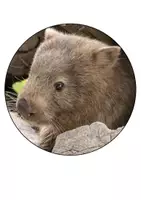 Vorschau - Mal- und Bastelvorlagen - Wombatklasse Klassentier Wombat Girlande Schulanfang - Seite 1