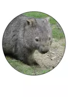 Vorschau - Mal- und Bastelvorlagen - Wombatklasse Klassentier Wombat Girlande Schulanfang - Seite 2