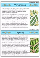 Vorschau - Bildkarten - Zucchini - Wissenskartei - Obst - Seite 3