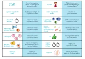 Vorschau - Stationenlernen - Immunsystem: unspezifische & spezifische Abwehr – Domino Spiel (Abitur) - Seite 2