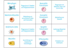 Vorschau - Stationenlernen - Zellen des Immunsystems – Zuordnungsaktivität / Paare Finden Spiel (Abitur) - Seite 2