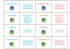 Vorschau - Stationenlernen - Zellen des Immunsystems – Zuordnungsaktivität / Paare Finden Spiel (Abitur) - Seite 3