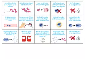 Vorschau - Stationenlernen - Immunsystem: humorale Abwehr - Sortieraktivität (Abitur) - Seite 2