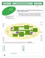 Vorschau - Arbeitsblätter - Cells - Chloroplasts - Seite 1