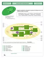 Vorschau - Arbeitsblätter - Cells - Chloroplasts - Seite 2