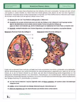 Vorschau - Arbeitsblätter - Zellen - Komplexe Übung - Krebs - Seite 2