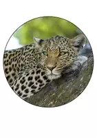 Vorschau - Mal- und Bastelvorlagen - Leopardenklasse Girlande Schulanfang Klassentier Leopard - Seite 1