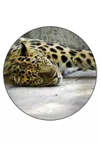 Vorschau - Mal- und Bastelvorlagen - Leopardenklasse Girlande Schulanfang Klassentier Leopard - Seite 2