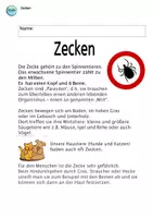 Vorschau - Arbeitsblätter - Zecken - Infomaterial , Rätsel, Spiel und Arbeitsblätter - Seite 2