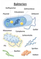 Vorschau - Spiele - Bakterien und Viren - Legepuzzle | Biologie Klasse 9/10 - Seite 1