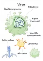 Vorschau - Spiele - Bakterien und Viren - Legepuzzle | Biologie Klasse 9/10 - Seite 2