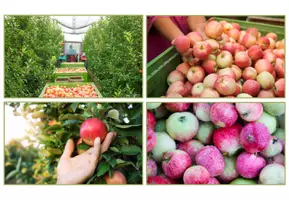 Vorschau - Bildkarten - Der Apfel - Impulsbilder Fotosammlung (1. Klasse) - Seite 3