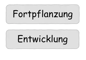 Vorschau - Präsentationen/Tafelbilder - Kennzeichen der Lebewesen Karten - Seite 1