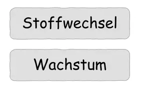 Vorschau - Präsentationen/Tafelbilder - Kennzeichen der Lebewesen Karten - Seite 3