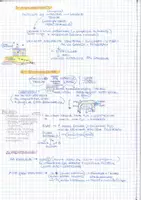 anteprima - Materiale di supporto/inclusione - Appunti sull'apparato Digerente e Urinario - Pagina 3