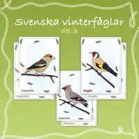 förhandsvisning - Målarbilder stannfåglar: steglits, stenknäck, sidensvans - försättsblad