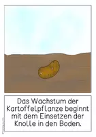 Vorschau - Poster - Differenziertes Tafelmaterial - Die Entwicklung der Kartoffel - Seite 1