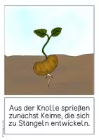 Vorschau - Poster - Differenziertes Tafelmaterial - Die Entwicklung der Kartoffel - Seite 2
