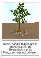 Vorschau - Poster - Differenziertes Tafelmaterial - Die Entwicklung der Kartoffel - Seite 3