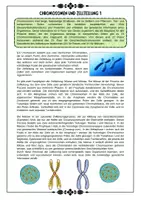 Vorschau - Arbeitsblätter - Genetik - Chromosomen und Zellteilung - Meiose und Mitose mit Lösung (Klasse 9 10 11) - Seite 1