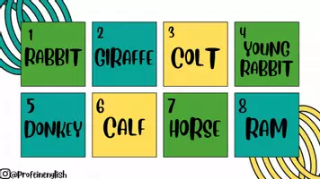 Aperçu - Jeux - Attention: Animaux et leurs petits! Anglais. - Page 3