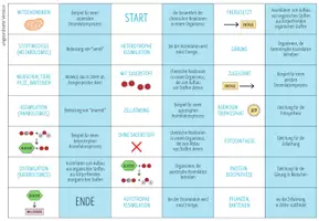 Vorschau - Spiele - Stoffwechsel: Assimilation und Dissimilation – Domino Spiel - Seite 1