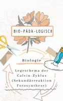 Vorschau - Arbeitsblätter - QPhase Legeschema Calvin-Zyklus (Sekundärreaktion Fotosynthese) - Deckblatt