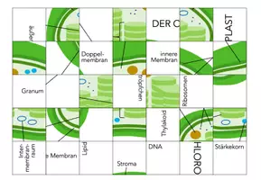 Vorschau - Spiele - Der Chloroplast - Puzzle - Seite 1