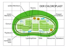Vorschau - Spiele - Der Chloroplast - Puzzle - Seite 2