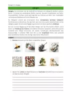 Vorschau - Arbeitsblätter - Unterrichtsreihe: Bio 10: Immunbiologie/Immunologie - Seite 2