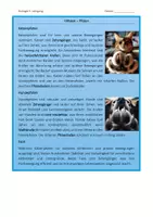 Vorschau - Arbeitsblätter - Pfoten und Krallen von Hunden und Katzen - Seite 2
