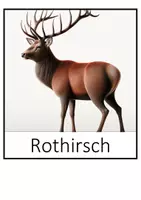 Vorschau - Poster - Tiere ihren Überwinterungsstrategien zuordnen - Seite 3