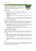 Vorschau - Arbeitsblätter - Wassertransport in Pflanzen - Seite 1
