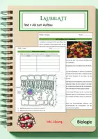 Vorschau - Arbeitsblätter - Aufbau des Laubblatts - Deckblatt