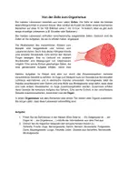 Vorschau - Arbeitsblätter - Von der Zelle zum Organismus - Seite 1