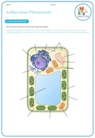Vorschau - Arbeitsblätter - Tierzellen und Pflanzenzellen – 4x Aktivitäten und Spiele - Seite 2