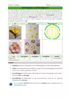 Vorschau - Arbeitsblätter - Blütenlegebilder und Blütendiagramme - Seite 1