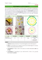 Vorschau - Arbeitsblätter - Blütenlegebilder und Blütendiagramme - Seite 2