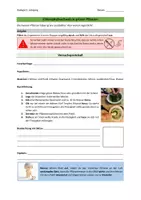 Vorschau - Arbeitsblätter - Materialpaket: Fotosynthese - Seite 2