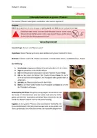 Vorschau - Arbeitsblätter - Materialpaket: Fotosynthese - Seite 3
