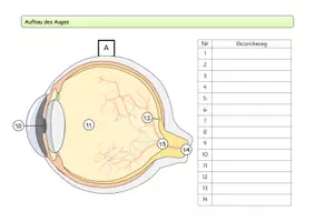 Vorschau - Mal- und Bastelvorlagen - Auge (Aufbau und Struktur) - Bastelvorlage | Biologie Klasse 9/10 - Seite 1