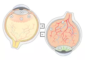 Vorschau - Mal- und Bastelvorlagen - Auge (Aufbau und Struktur) - Bastelvorlage | Biologie Klasse 9/10 - Seite 2