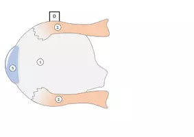 Vorschau - Mal- und Bastelvorlagen - Auge (Aufbau und Struktur) - Bastelvorlage | Biologie Klasse 9/10 - Seite 3